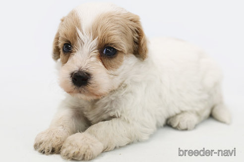 成約済の神奈川県のミックス犬-310933の3枚目